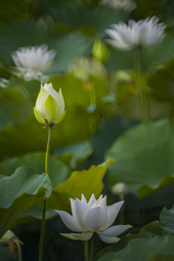 高雄保安濕地公園荷花池塘晨光記實