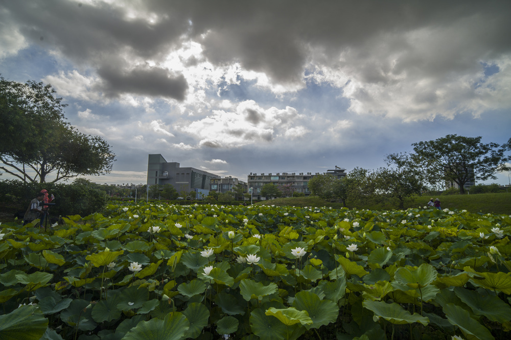 高雄保安濕地公園荷花池塘晨光記實