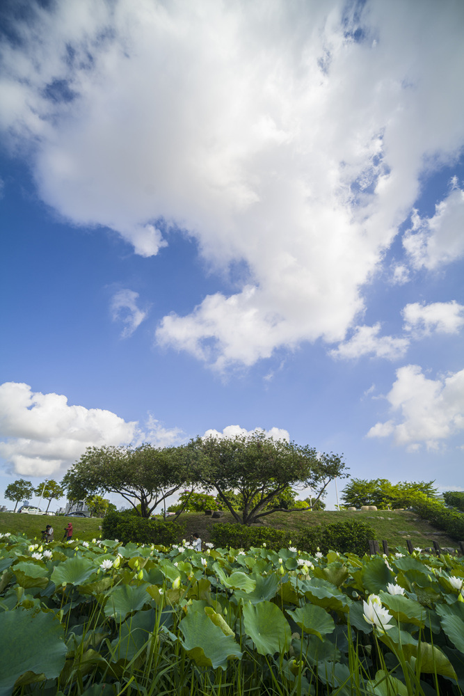 高雄保安濕地公園荷花池塘晨光記實