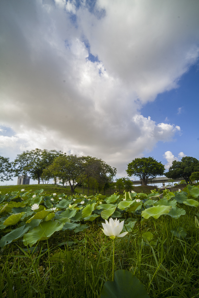 高雄保安濕地公園荷花池塘晨光記實