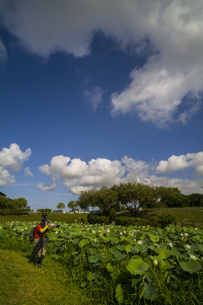 高雄保安濕地公園荷花池塘晨光記實