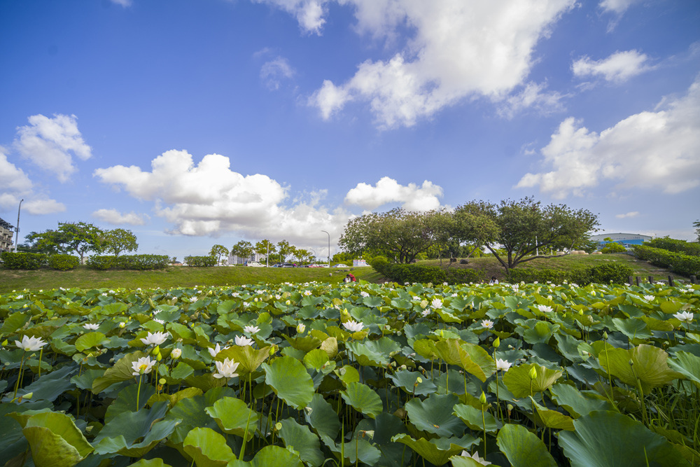 高雄保安濕地公園荷花池塘晨光記實