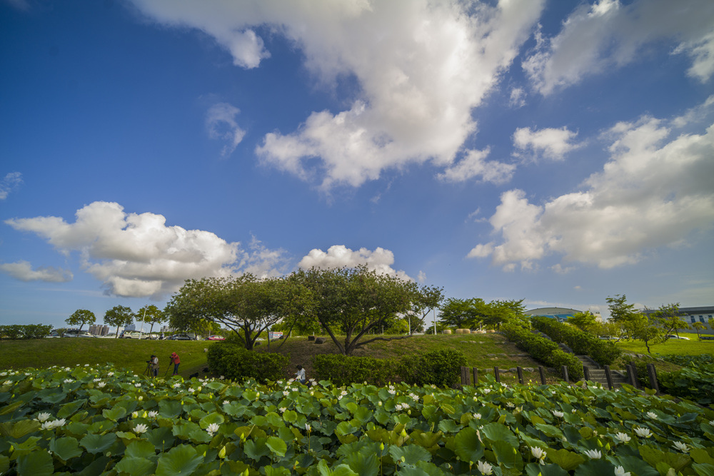 高雄保安濕地公園荷花池塘晨光記實