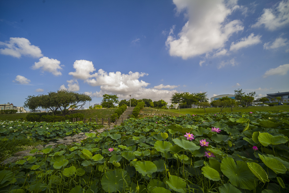 高雄保安濕地公園荷花池塘晨光記實