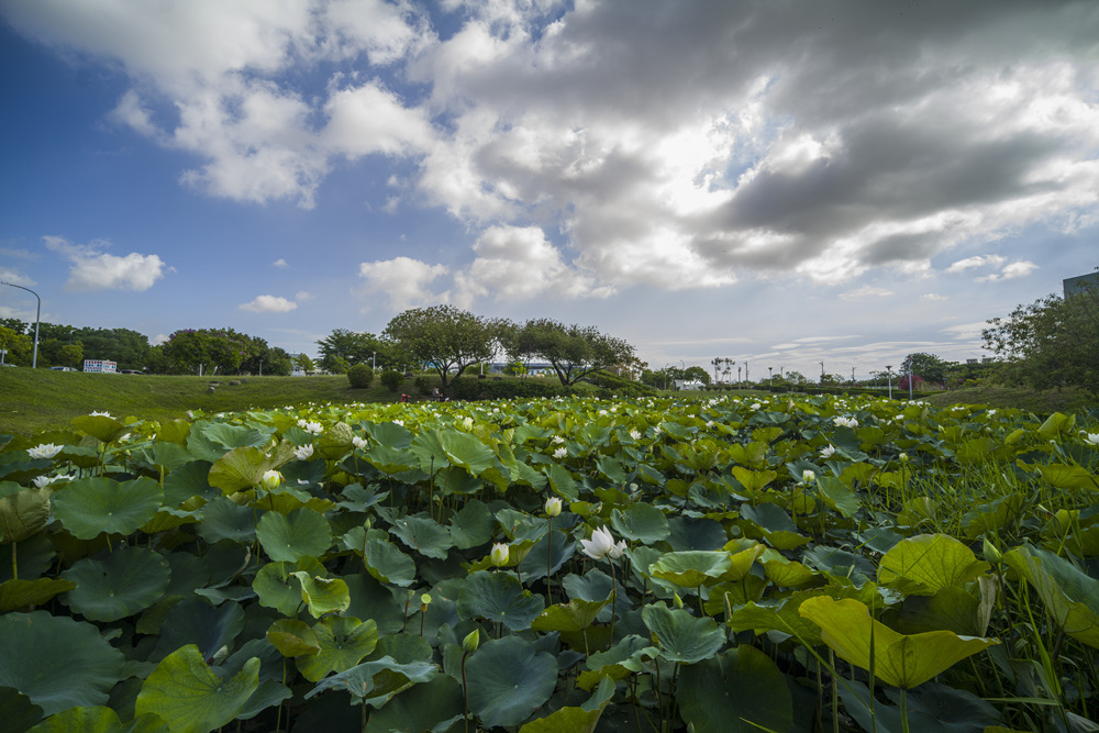 高雄保安濕地公園荷花池塘晨光記實