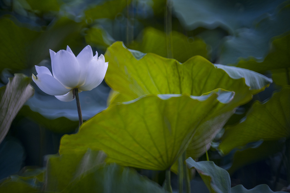 高雄保安濕地公園荷花池塘晨光記實