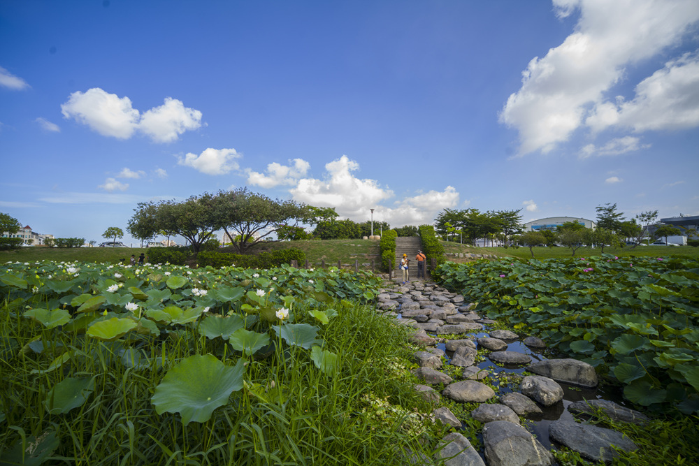 高雄保安濕地公園荷花池塘晨光記實