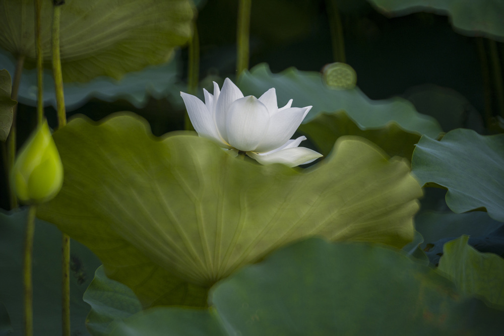 高雄保安濕地公園荷花池塘晨光記實