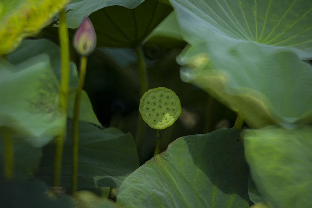 高雄保安濕地公園荷花池塘晨光記實