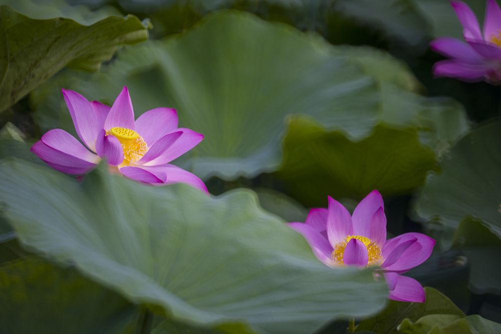 高雄保安濕地公園荷花池塘晨光記實