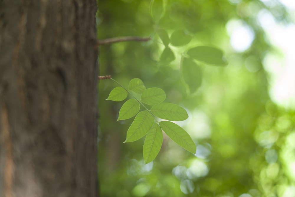 Ttartisan 90mm f1.25開箱測試文