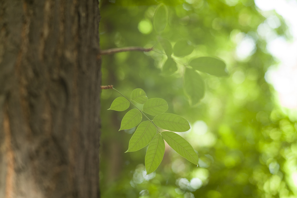 Ttartisan 90mm f1.25開箱測試文