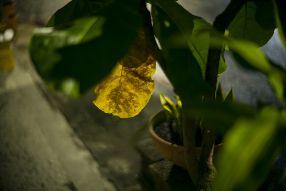 Leica Noctilux 50mm f1.2子夜光影雨隨