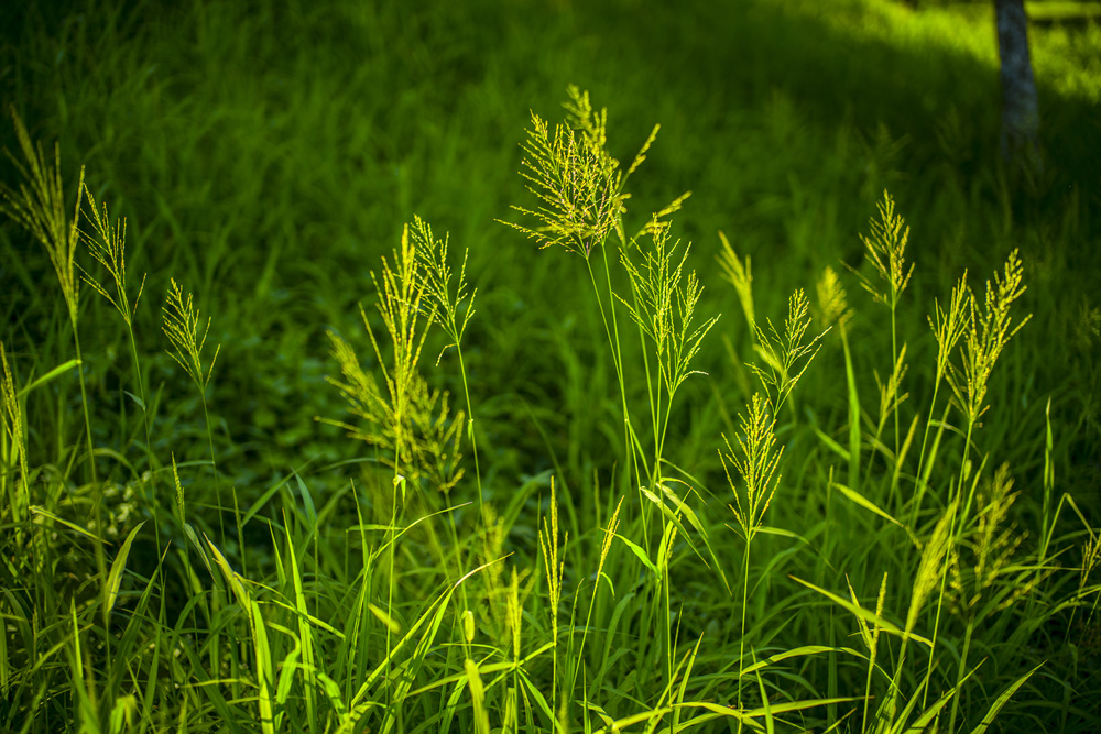 Sony A7R2轉接Leica M鏡頭心得分享