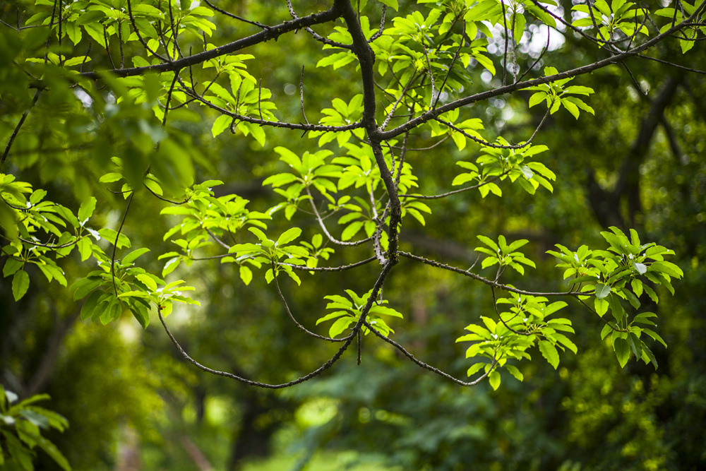 Leica Apo Summicron-M 90mm f2轉接A7R2