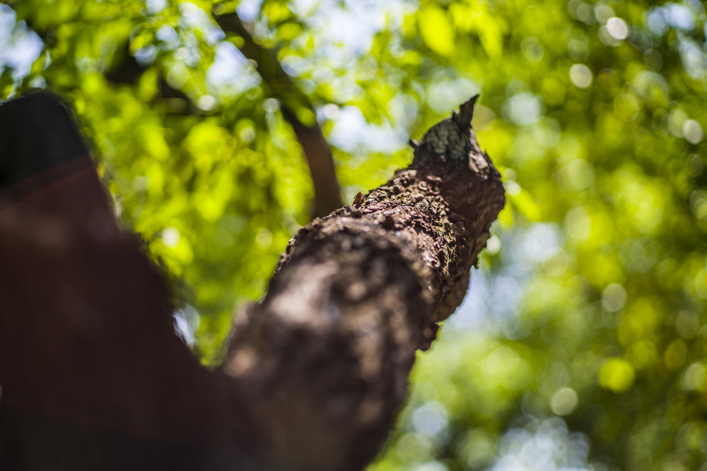 Leica Apo Summicron-M 90mm f2轉接Sony A7R2