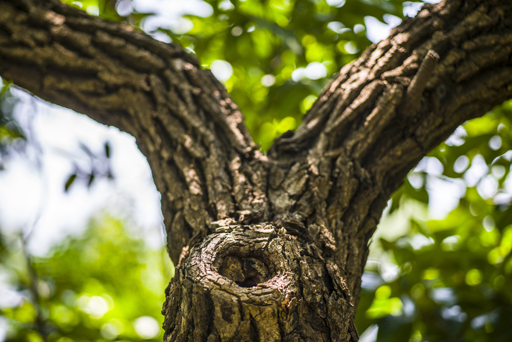 Leica Apo Summicron-M 90mm f2轉接Sony A7R2