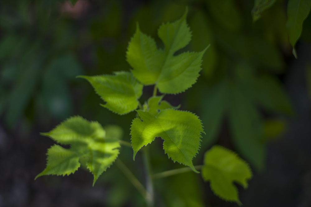 Leica Apo Summicron-M 90mm f2轉接Sony A7R2