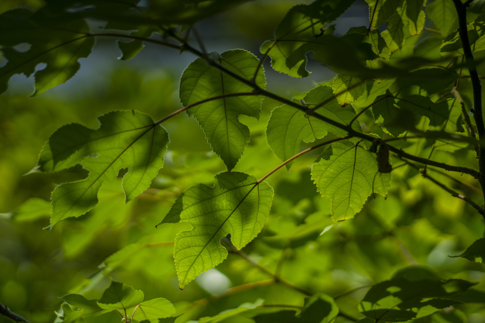 Leica Apo Summicron-M 90mm f2轉接Sony A7R2