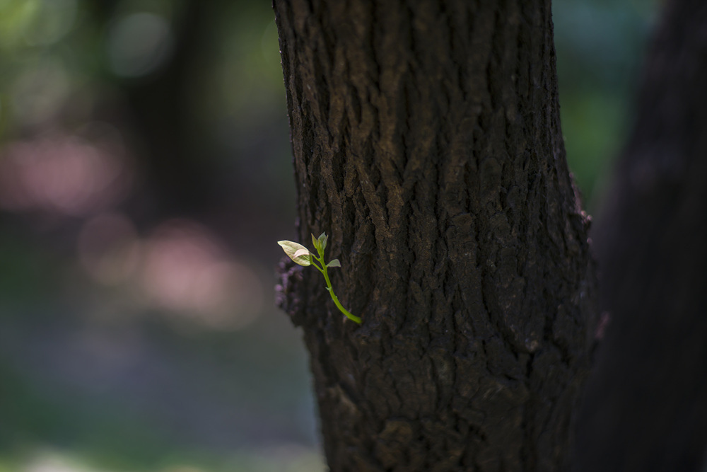 Leica Apo Summicron-M 90mm f2轉接Sony A7R2