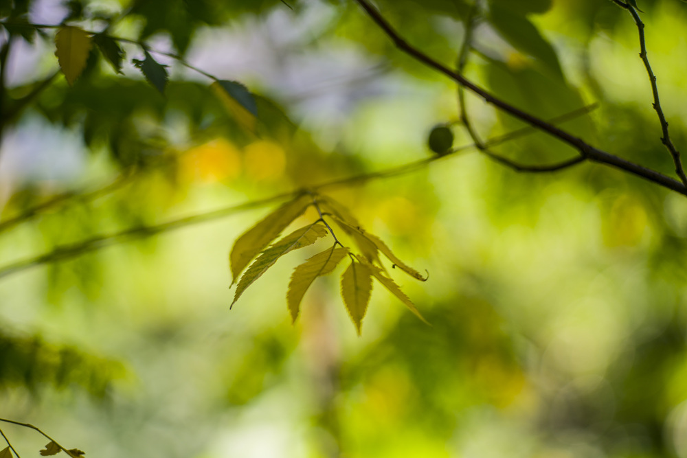 Leica Apo Summicron-M 90mm f2轉接Sony A7R2