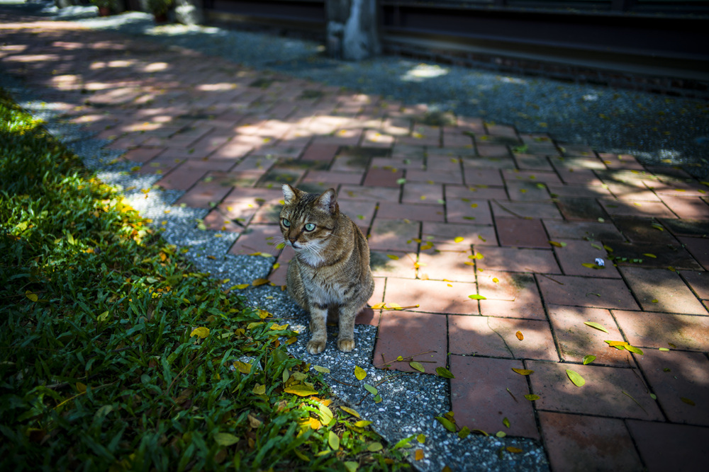 Leica Summilux 28mm f1.4轉接Sony A7R2