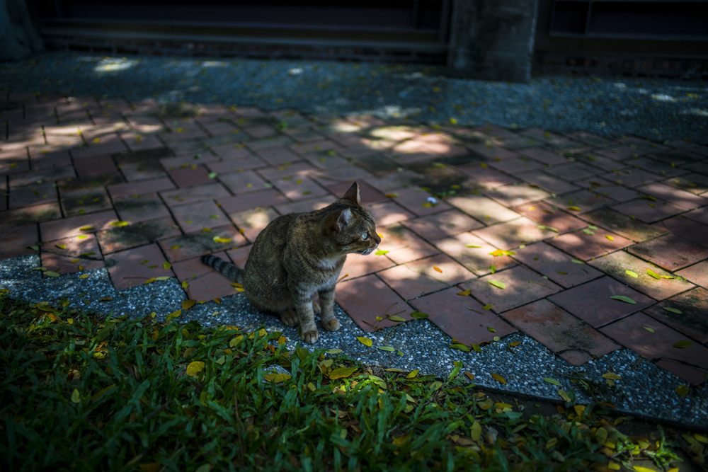 Leica Summilux 28mm f1.4轉接Sony A7R2