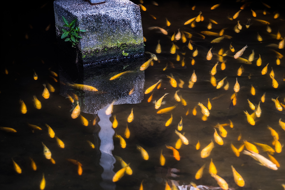 一百七十年的高雄鳳山曹公圳Noctilux 50mm f1.0陽光記錄