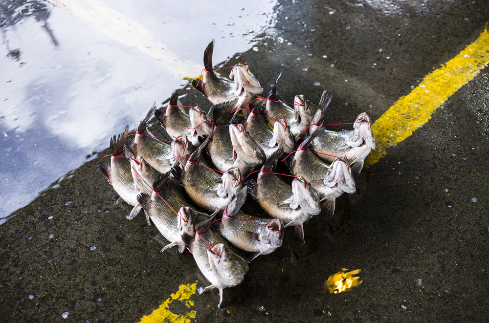 高雄前鎮魚市埸