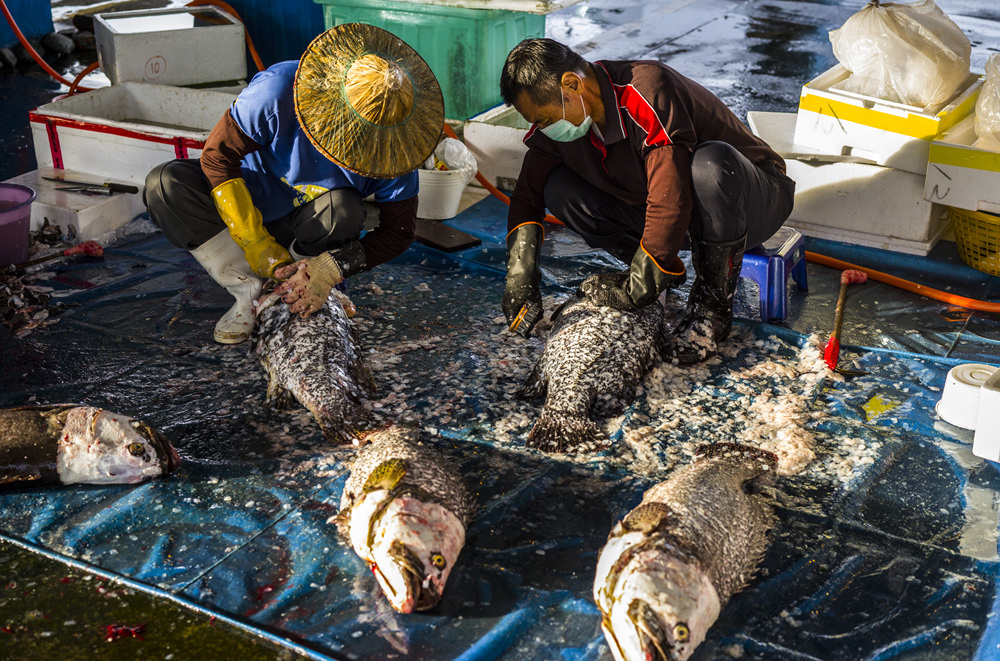 高雄前鎮魚市埸