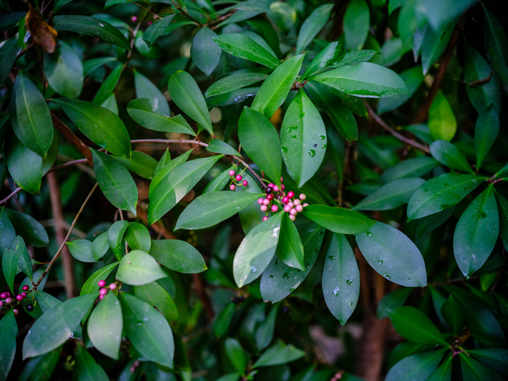 Leica Apo Summicron-M 50mm f2轉接富士GFX50SII