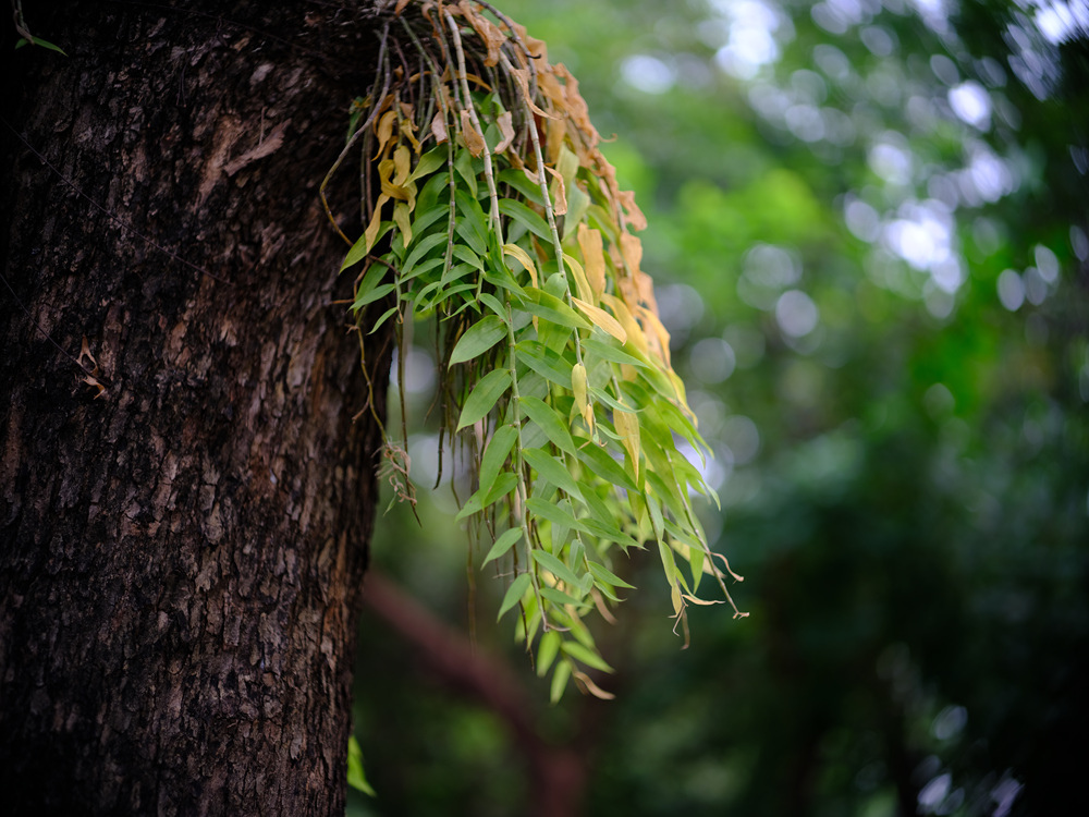 Fujifilm GFX50SII轉接Leica Noctilux 75mm f1.25