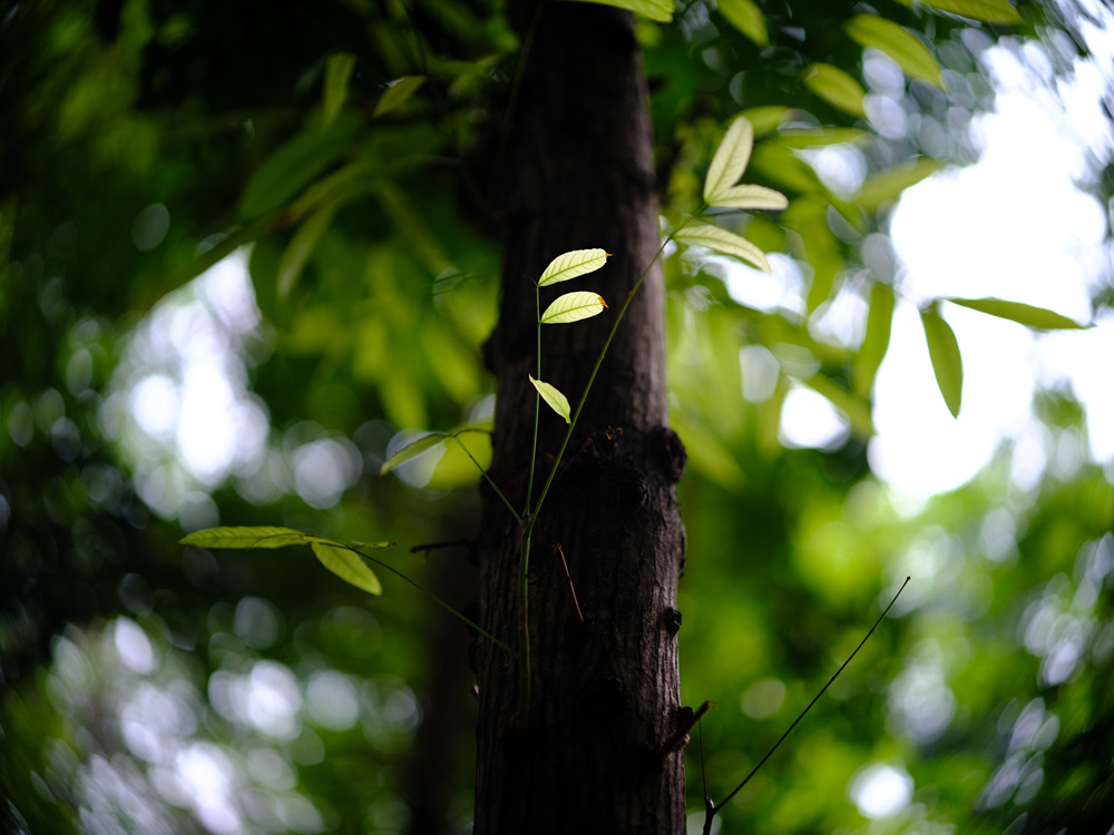 Fujifilm GFX50SII轉接Leica Noctilux 75mm f1.25