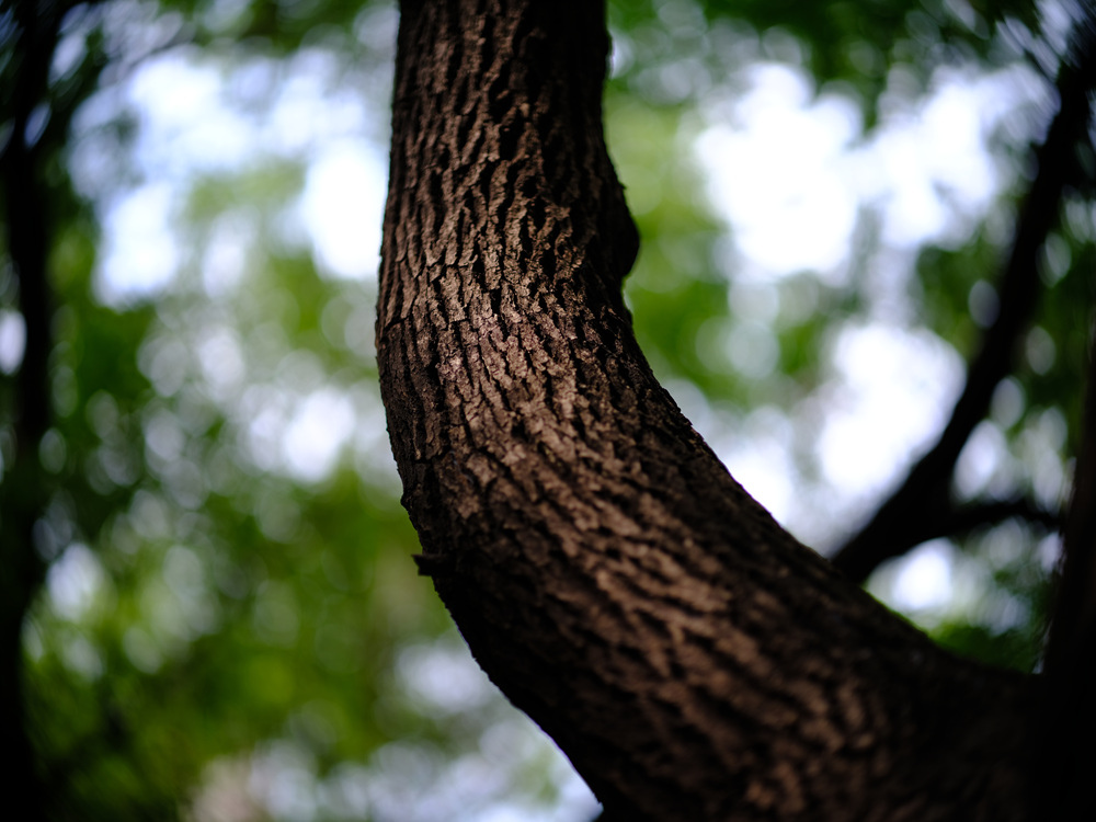 Fujifilm GFX50SII轉接Leica Noctilux 75mm f1.25