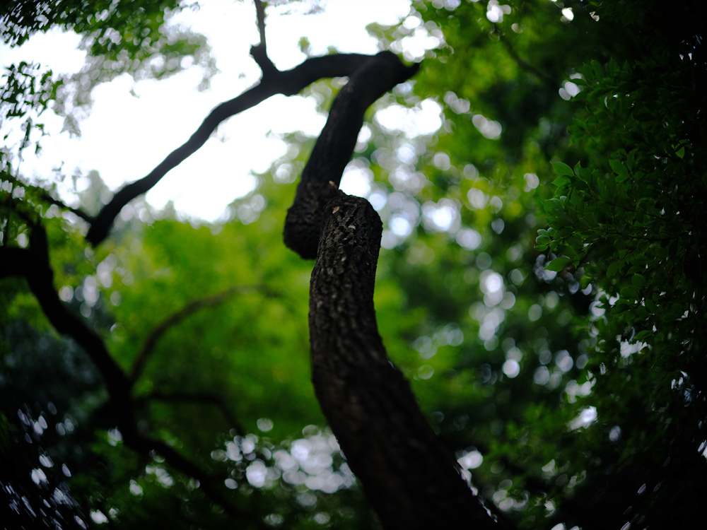 Fujifilm GFX50SII轉接Leica Noctilux 75mm f1.25