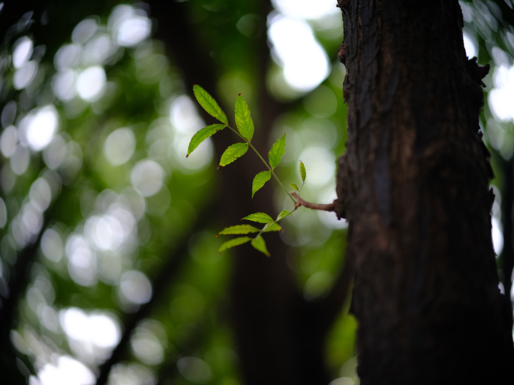 Fujifilm GFX50SII轉接Leica Noctilux 75mm f1.25