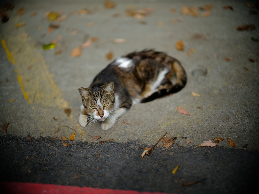 Fujifilm GFX50SII轉接Leica Noctilux 75mm f1.25