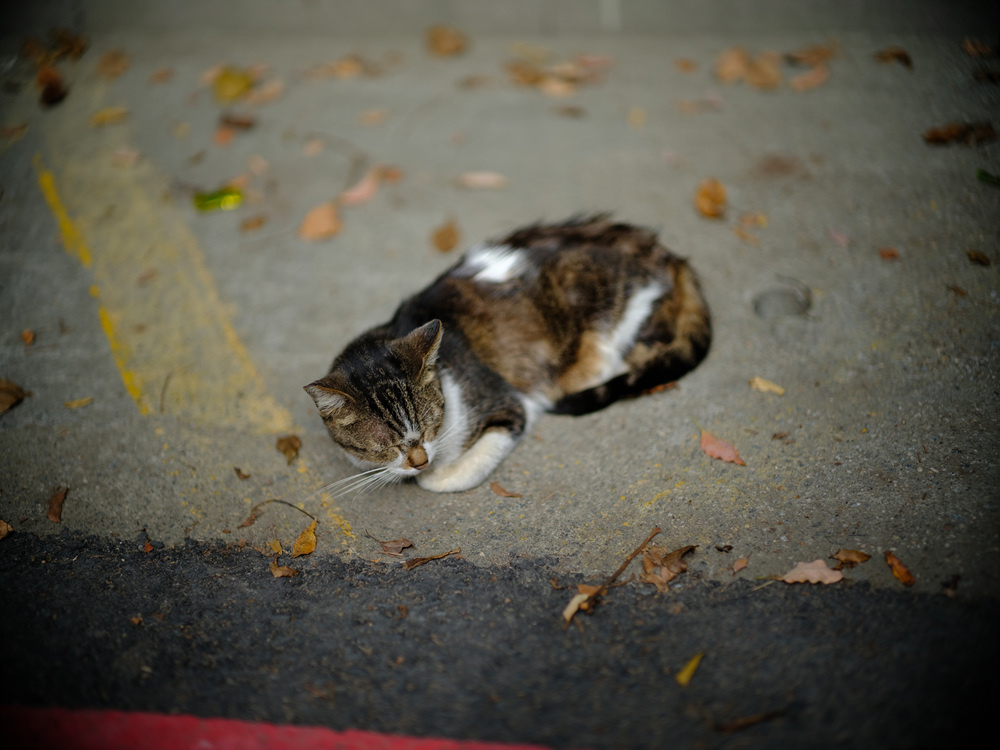 Fujifilm GFX50SII轉接Leica Noctilux 75mm f1.25