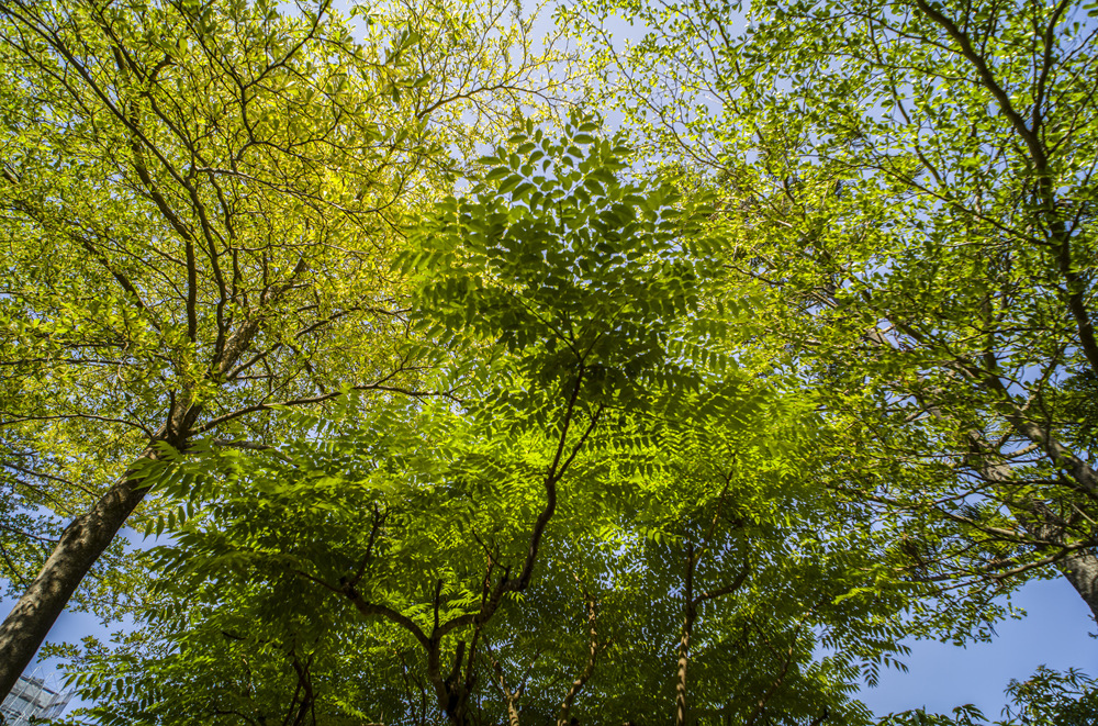 高雄鳳山熱帶園藝試驗分所