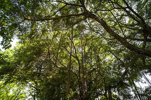 高雄鳳山熱帶園藝試驗分所