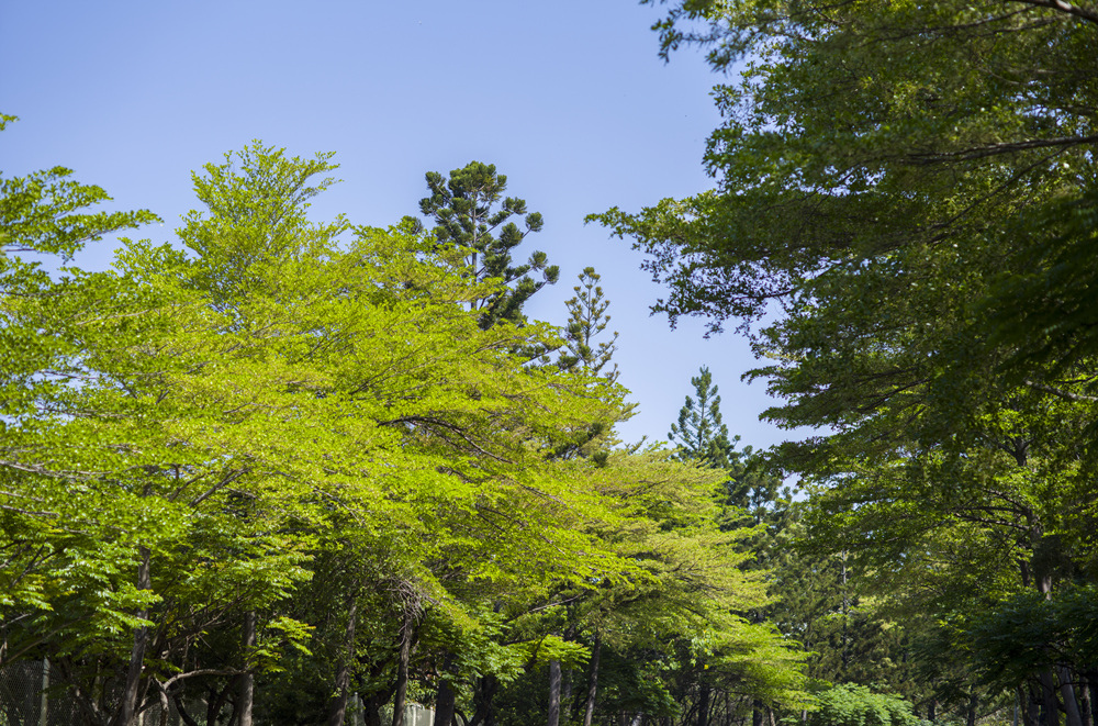 高雄鳳山熱帶園藝試驗分所