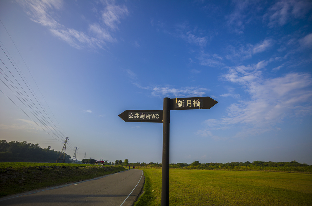 屏東下淡水溪鐵橋波斯菊