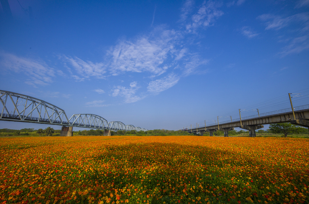 屏東下淡水溪鐵橋波斯菊