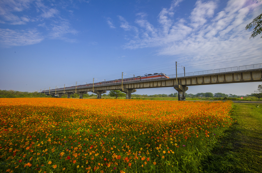 屏東下淡水溪鐵橋波斯菊