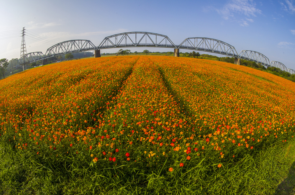 屏東下淡水溪鐵橋波斯菊