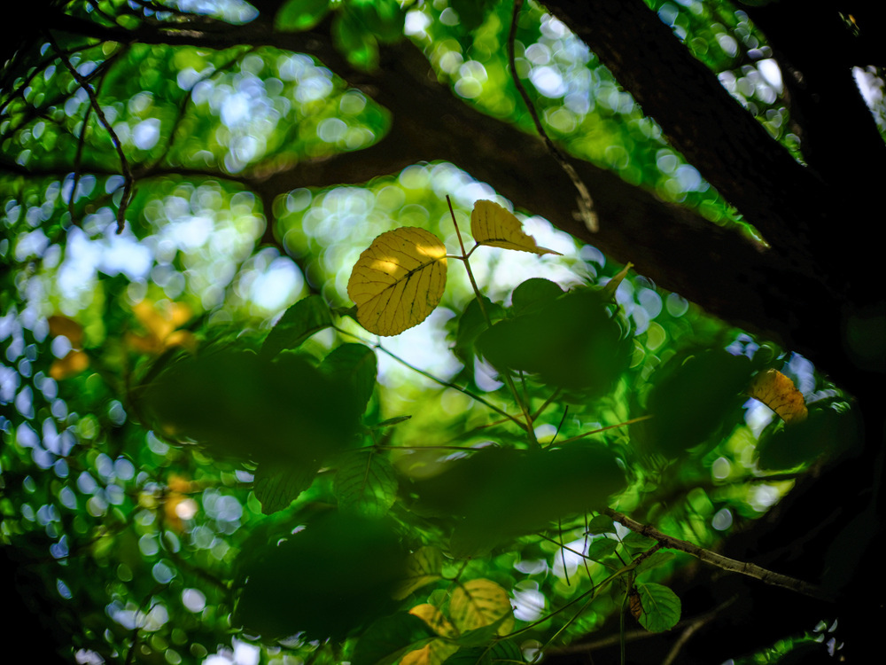 Minolta MC 58mm F 1.2轉接FUJIFILM GFX50SII