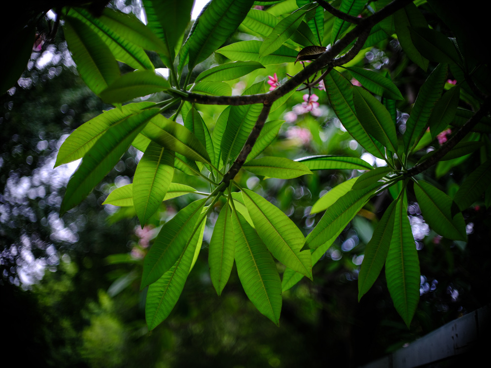 Minolta MC 58mm F 1.2轉接FUJIFILM GFX50SII