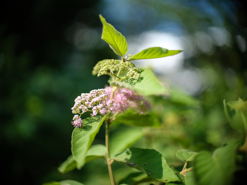 Canon FD 50mm F1.2L 轉接 FUJIFILM GFX50SII