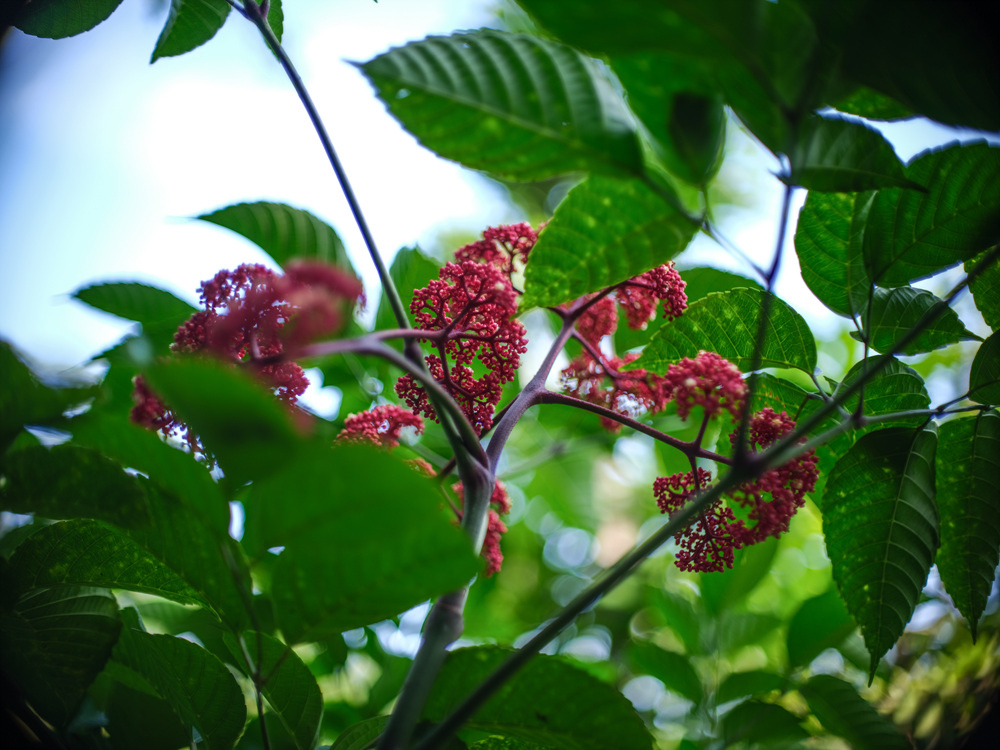 Canon FD 50mm F1.2L 轉接 FUJIFILM GFX50SII