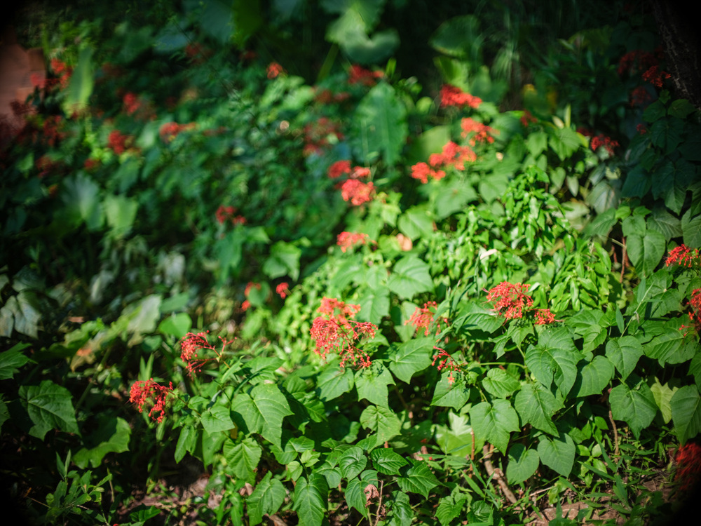 Canon FD 50mm F1.2L 轉接 FUJIFILM GFX50SII